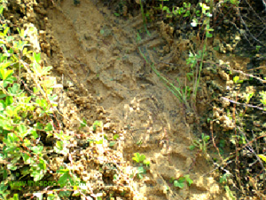 With a good print, not only are the characteristics of the sole pattern easy to discern, even the brand name of the boots can sometimes be read. A print used in a criminal investigation, like any other form of evidence, should be properly recorded and interpreted.