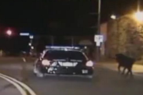 Police said it was just before midnight Saturday when the 911 calls started coming in -- there was a bull with huge horns on the loose, running through downtown.