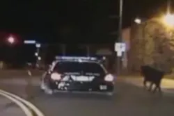 Police said it was just before midnight Saturday when the 911 calls started coming in -- there was a bull with huge horns on the loose, running through downtown. Police said it was just before midnight Saturday when the 911 calls started coming in -- there was a bull with huge horns on the loose, running through downtown.