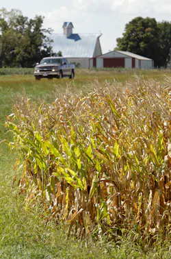 Cornroads 10347182 Cornroads 10347182