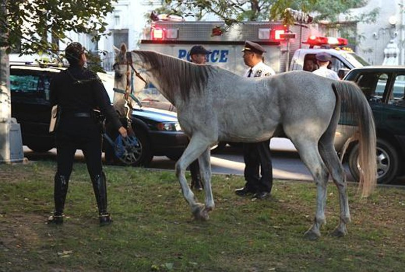 Nypdhorse 10362773