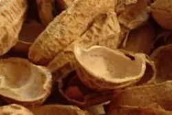 Shells 10754984 Shells 10754984