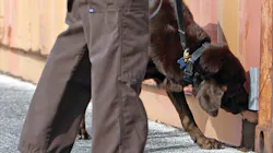 Canine Franky doing his thing. Canine Franky doing his thing.