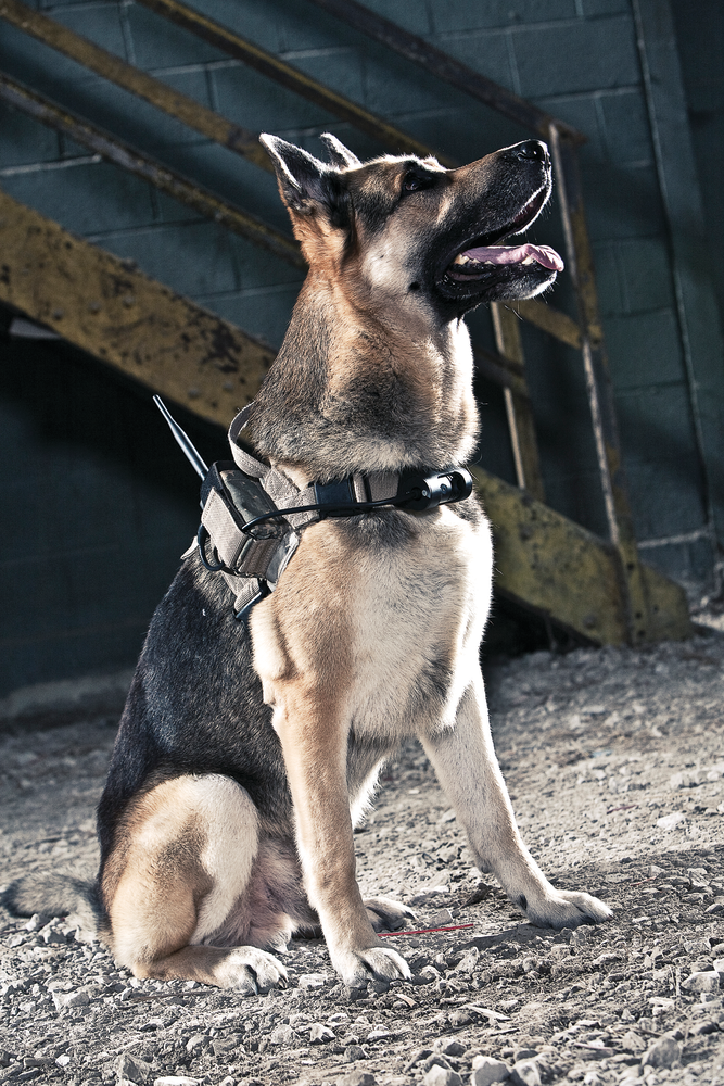 K9 Cmc 8342 4811 10850345