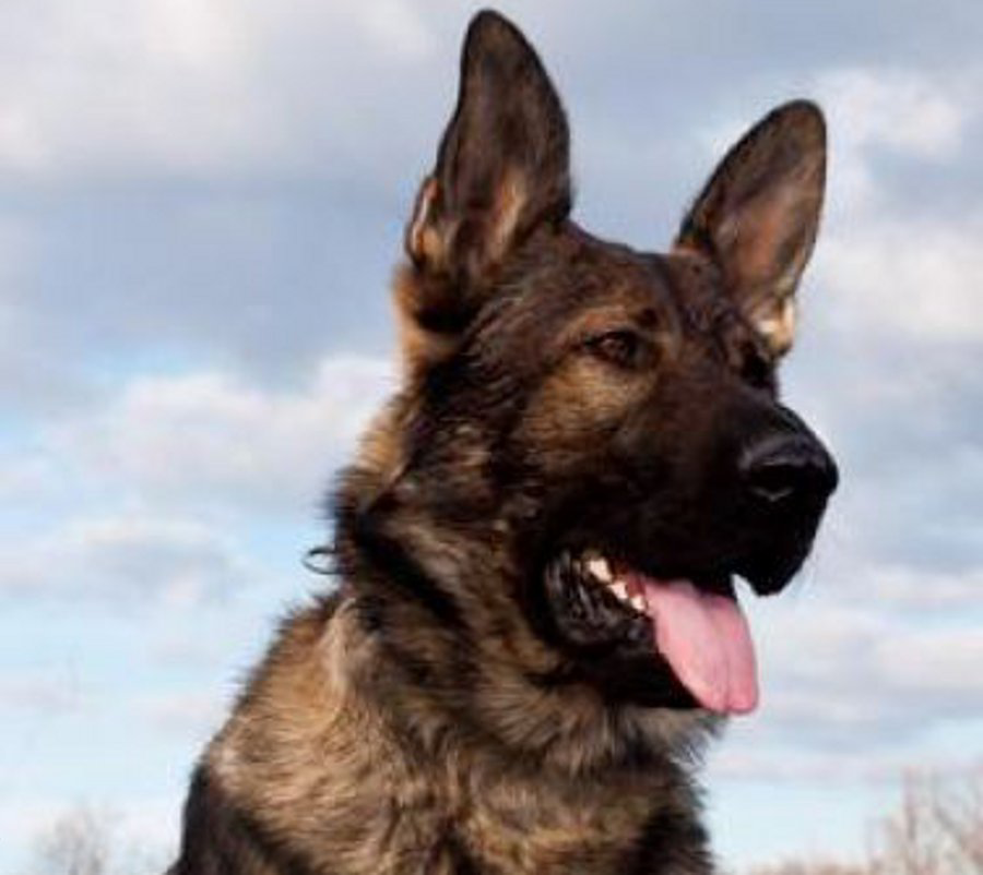 FBI Tactical K-9 Ape