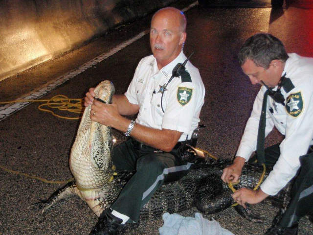 Officials say Pinellas County Deputy Jeff Crandall roped the gator's neck and taped its snout on April 30 in Oldsmar, Fla.