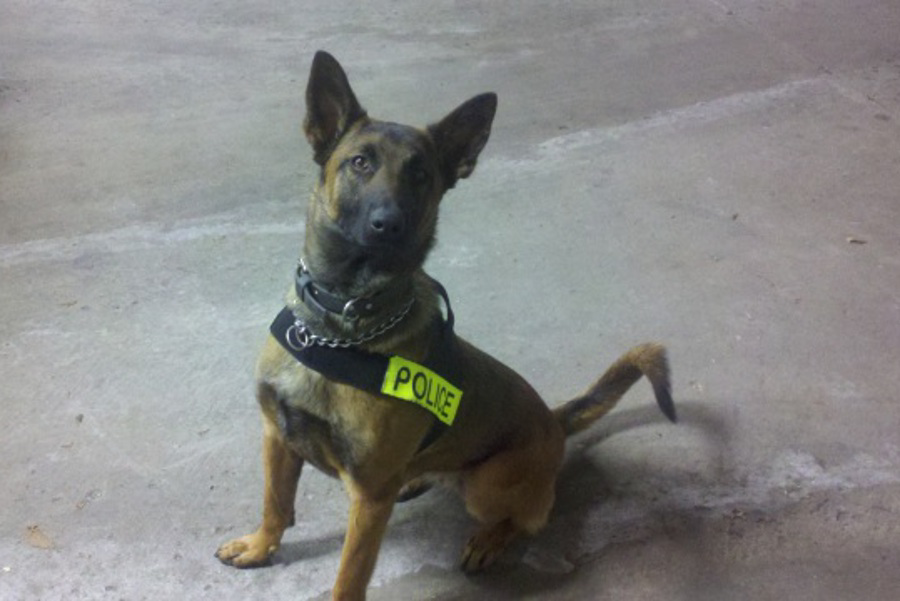 K-9 Kali
