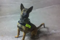 K-9 Kali K-9 Kali