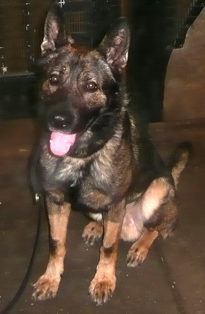 K-9 Caeser
