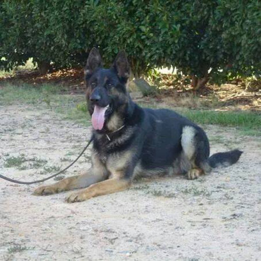 Worcester County Sheriff's Office K-9 Ike was struck and killed by a car after jumping out of a cruiser.