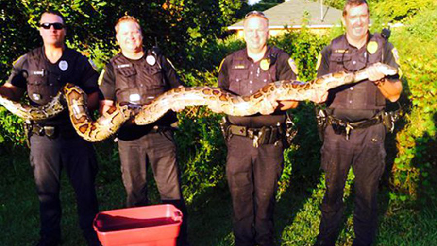 Port St. Lucie police responded to reports that an extremely large snake had been feasting on cats.