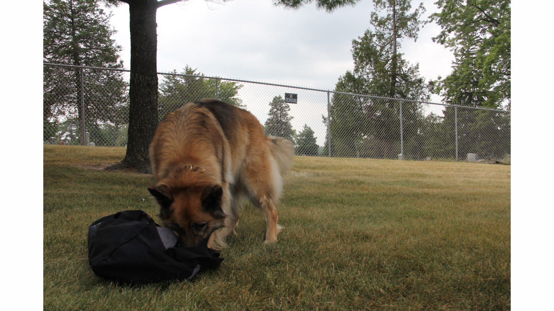 Bear Kozlowski 8 18 14 184 5421de54e1685