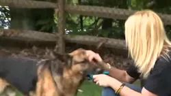 K-9 Blek is seen with Mary Beth Eslary as he continues his recovery following a crash that killed his handler last month. K-9 Blek is seen with Mary Beth Eslary as he continues his recovery following a crash that killed his handler last month.