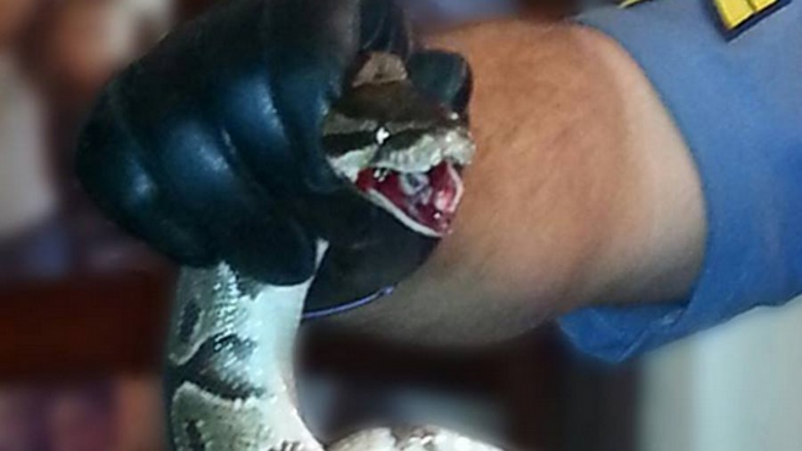 Mount Vernon Police Cpl. Shaun Cobb removed a 5-foot-long python from a woman's arm after it bit down and began to squeeze.