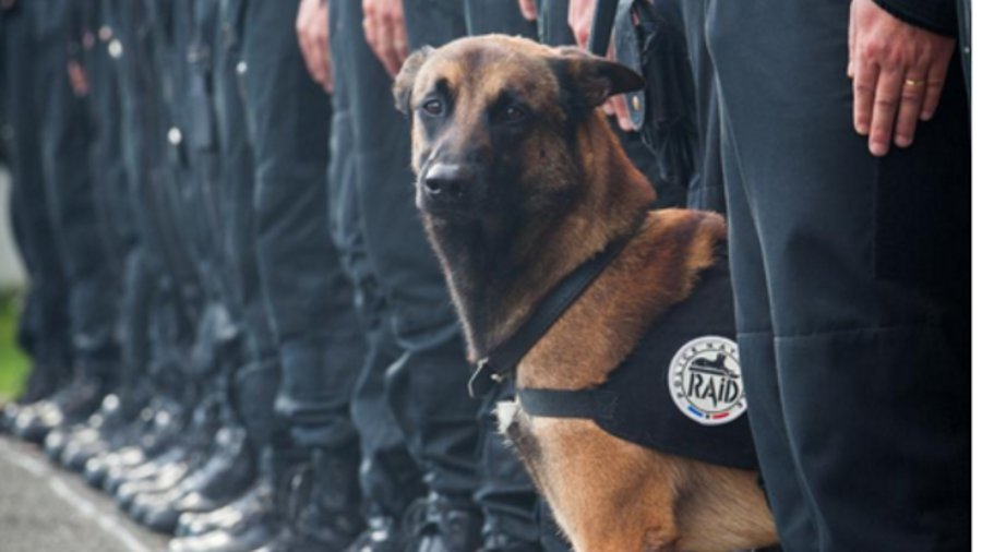 France K-9 Diesel was killed Wednesday during a raid targeting the suspected mastermind of the deadly terror attacks in Paris.
