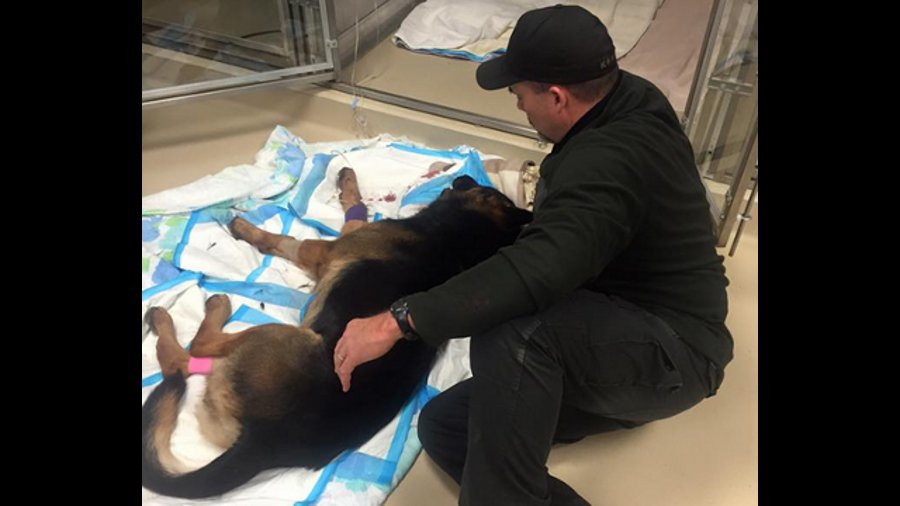 Canton Police K-9 Jethro was shot several times by a suspect after responding to a burglar alarm at a grocery store Saturday morning.