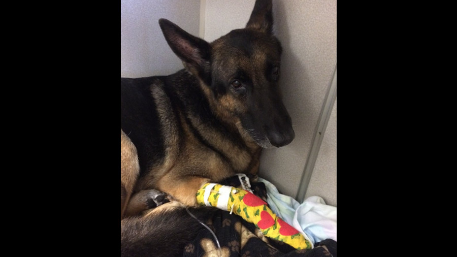 A German Shepard named Maxx led firefighters to Seminole County Sheriff's Deputy Margo Feaser's children, who were trapped in a house fire Monday night.