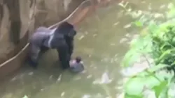 The Cincinnati Police Department is investigating an incident from Saturday in which a 4-year ended up in a zoo's gorilla exhibit before security officers killed the animal. The Cincinnati Police Department is investigating an incident from Saturday in which a 4-year ended up in a zoo's gorilla exhibit before security officers killed the animal.