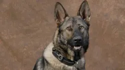 K-9 Kash K-9 Kash
