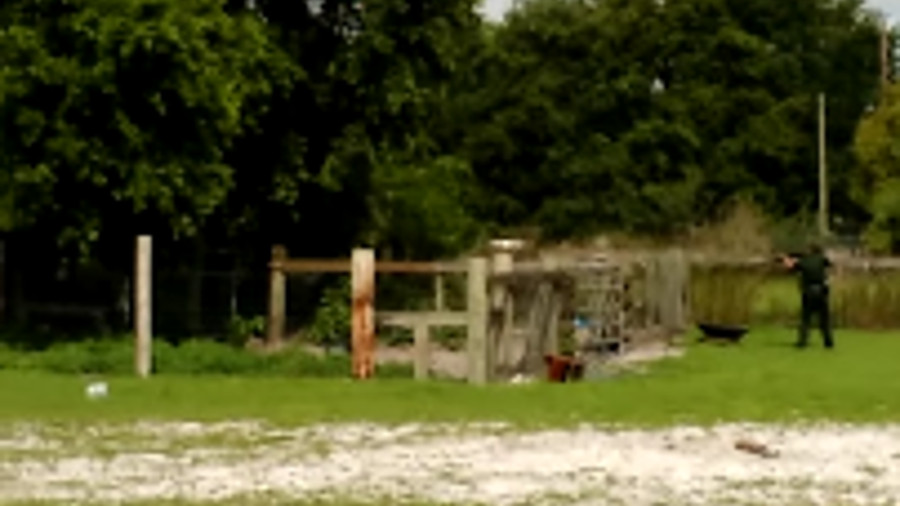 A Polk County deputy shot and killed an aggressive bear that was attacking a family's pet pig over the weekend.