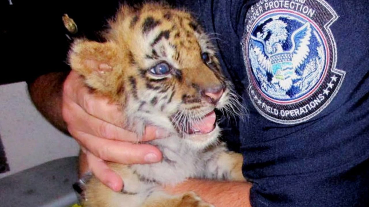 Teen Busted Trying to Smuggle Tiger Cub Through Mexico