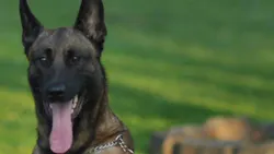K-9 Kane K-9 Kane