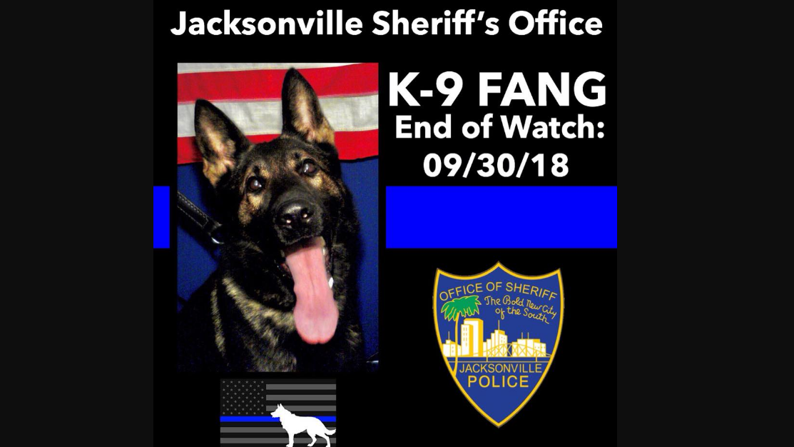 Jacksonville Sheriff's K-9 Fang police dog was shot and killed while pursuing an armed carjacking suspect Sunday on the city's Westside.