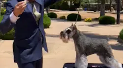 GCHP CH Carmel Sky High Wish Upon a Star, a Miniature Schnauzer known as “Twink,” was awarded Best in Show at the inaugural AKC Virtual Top Dog Challenge held June 2020. “Twink” is being handled by Jorge Olivera. This event generated a $7,000 donation to Take The Lead. GCHP CH Carmel Sky High Wish Upon a Star, a Miniature Schnauzer known as “Twink,” was awarded Best in Show at the inaugural AKC Virtual Top Dog Challenge held June 2020. “Twink” is being handled by Jorge Olivera. This event generated a $7,000 donation to Take The Lead.