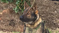 K-9 Roscoe K-9 Roscoe