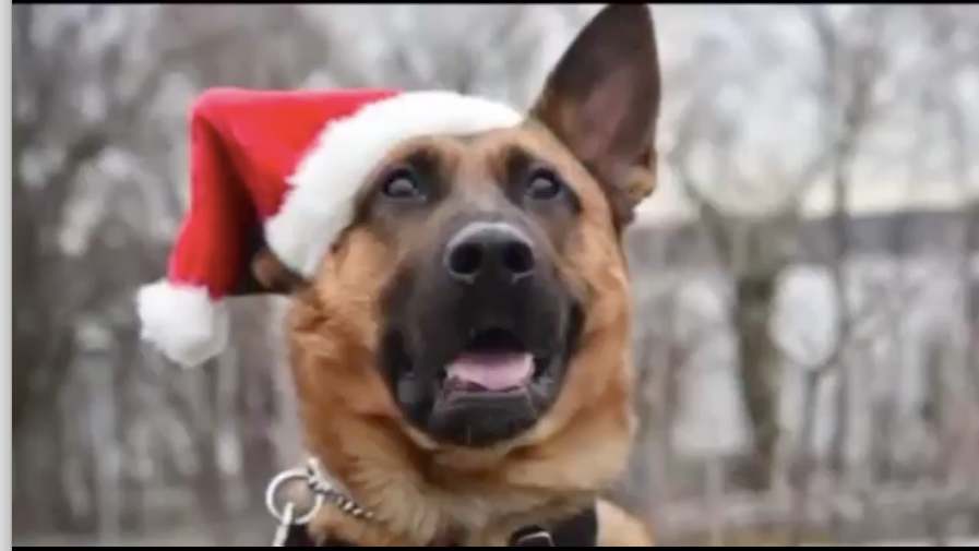 K9 calendar made featuring NYPD police dogs.
