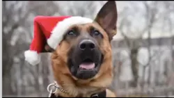 K9 calendar made featuring NYPD police dogs. K9 calendar made featuring NYPD police dogs.