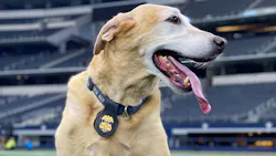 GAC Family announced “K-9 Hero Awards” as the network’s first-ever Veterans Day special, premiering November 11 at 8pm ET/PT. GAC Family announced “K-9 Hero Awards” as the network’s first-ever Veterans Day special, premiering November 11 at 8pm ET/PT.