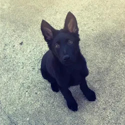 A Parsons, KS, police officer's German shepherd puppy, Ranger, was shot and decapitated in what authorities believe was a 'targeted attack.' A Parsons, KS, police officer's German shepherd puppy, Ranger, was shot and decapitated in what authorities believe was a 'targeted attack.'