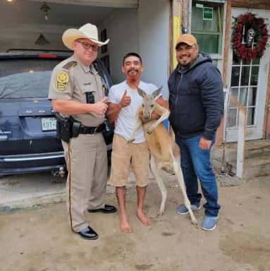 Hidalgo County, TX, sheriff's deputies helped recover a kangaroo that escaped from its Mercedes ranch Saturday.