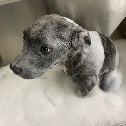 Following a tip, Union County, SC, sheriff's deputies rescued a puppy that had its paws screwed into the door frame of a barricaded bathroom. Following a tip, Union County, SC, sheriff's deputies rescued a puppy that had its paws screwed into the door frame of a barricaded bathroom.