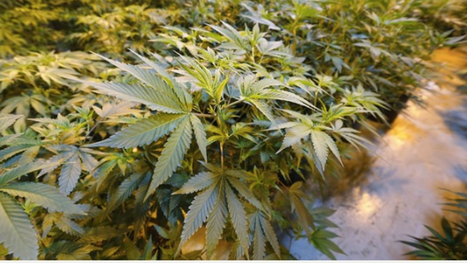 Medical cannabis growing at Curaleaf in Bellmawr, NJ.