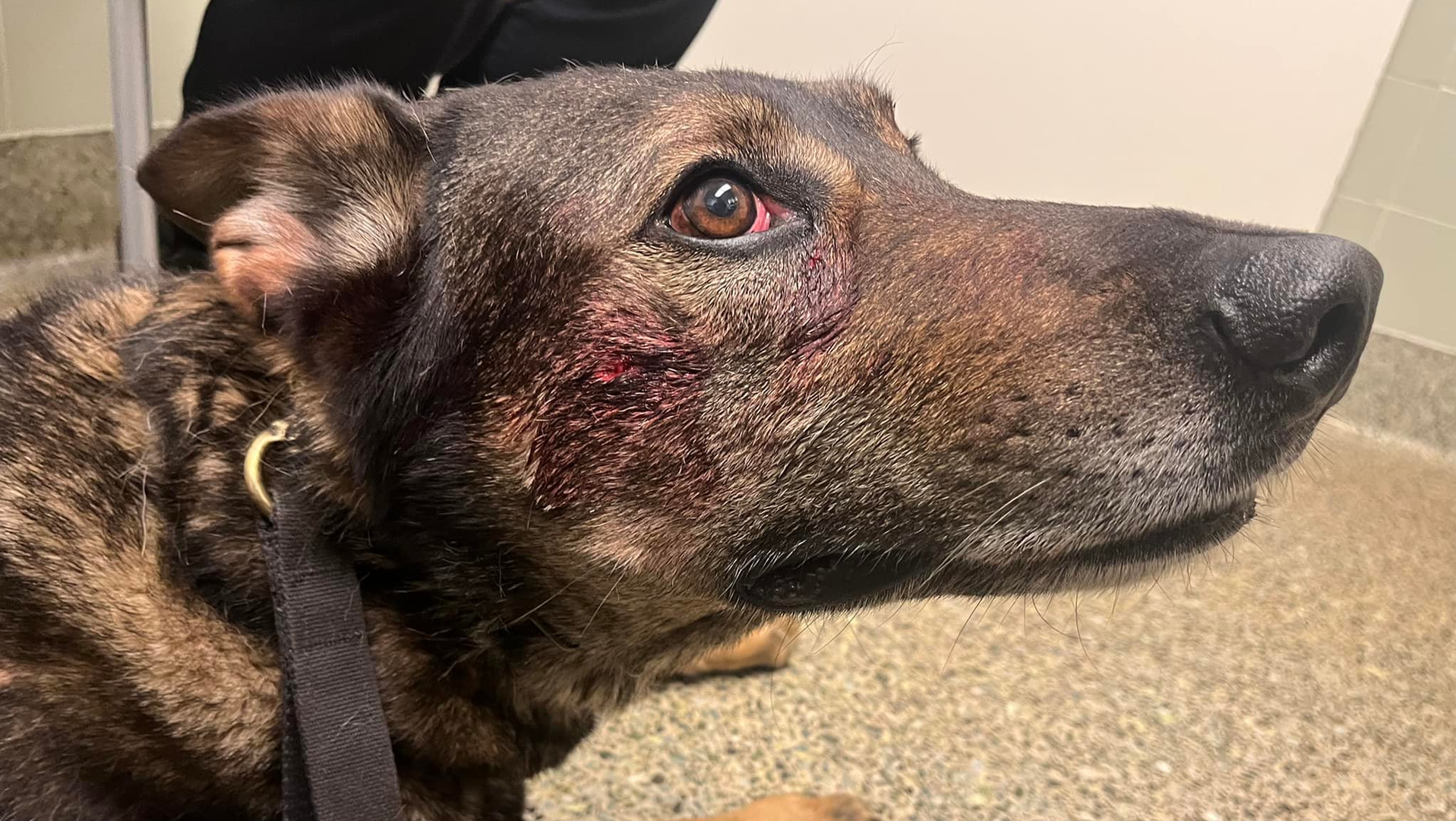 Cort, a Fairfield, CA, police K-9, was bitten on the side of the face and stabbed in the side when officers confronted a break-in suspect in a home Wednesday.