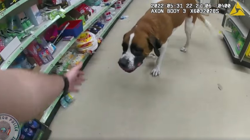 Bradenton, FL, police officers were able to reunite a large missing dog with its owner after wrangling the canine from a retail store it had wandered into.