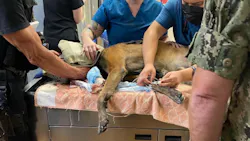 An El Cajon, CA, police K-9 was stabbed in the head Wednesday while apprehending a suspect accused of slashing car tires and charging at an officer. An El Cajon, CA, police K-9 was stabbed in the head Wednesday while apprehending a suspect accused of slashing car tires and charging at an officer.