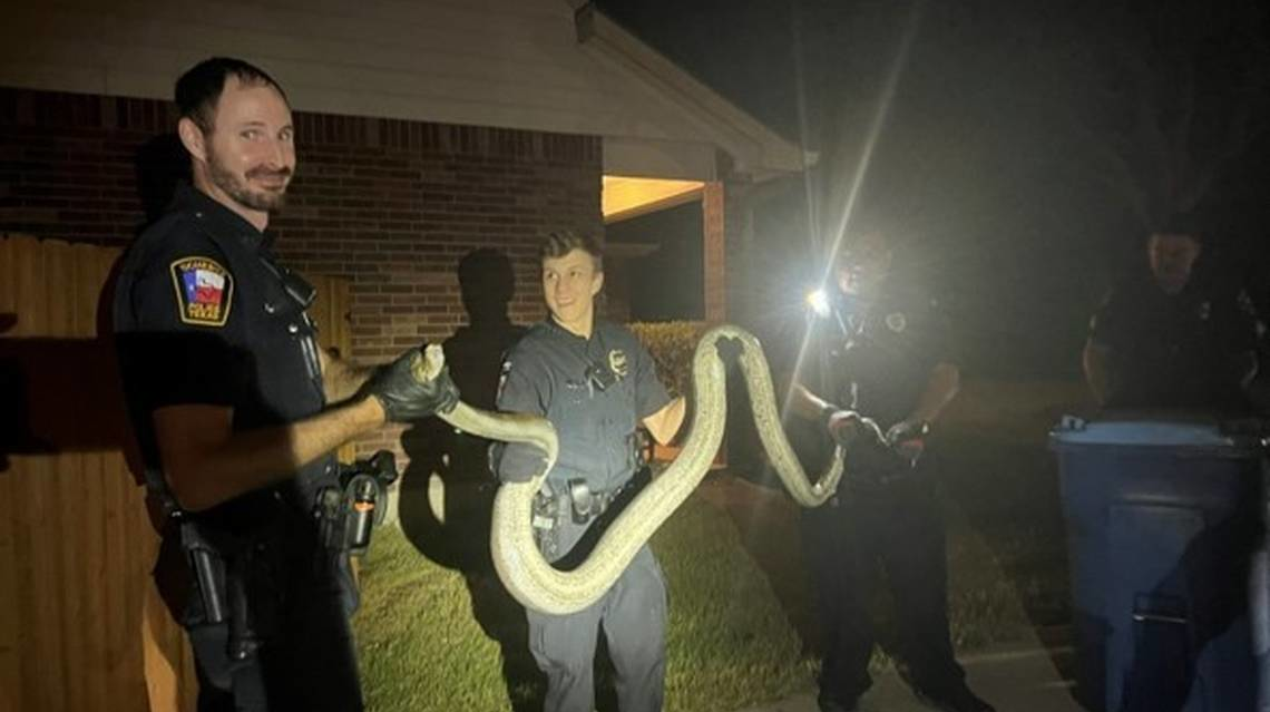 Cibolo, TX, police officers capture a 10-foot pet reticulated python Wednesday that had escaped from its enclosure.