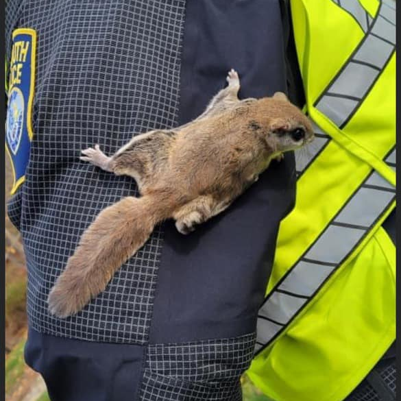 A Plymouth, MA, found himself with an unexpected and unofficial partner when a flying squirrel&mdash;who the officer named 'Snookems'&mdash;came at him while directing traffic recently.
