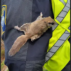 A Plymouth, MA, found himself with an unexpected and unofficial partner when a flying squirrel—who the officer named 'Snookems'—came at him while directing traffic recently. A Plymouth, MA, found himself with an unexpected and unofficial partner when a flying squirrel—who the officer named 'Snookems'—came at him while directing traffic recently.