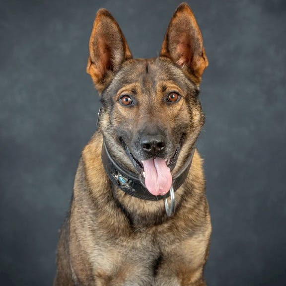 Leo, a K-9 with the Marion County, FL, Sheriff's Office.