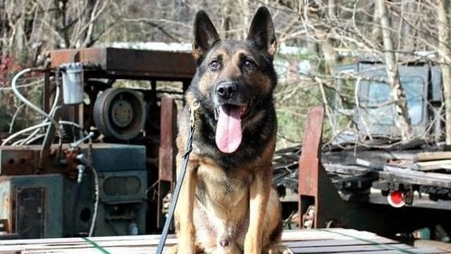 Scotty, an Erwin, TN, Police Department K-9.