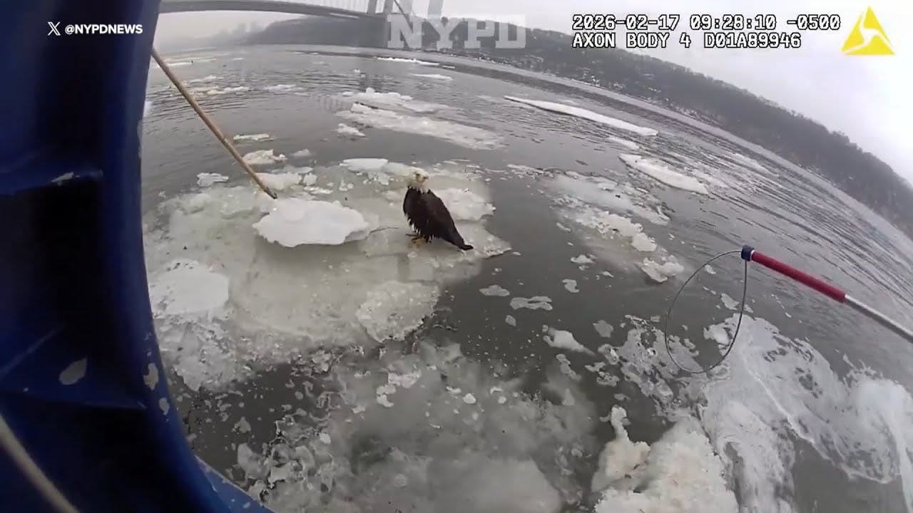 NYPD officers rescue injured bald eagle.