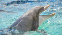 '𝗗𝗜𝗦𝗖𝗟𝗔𝗜𝗠𝗘𝗥: 𝘕𝘰 𝘥𝘰𝘭𝘱𝘩𝘪𝘯𝘴 𝘸𝘦𝘳𝘦 𝘩𝘢𝘳𝘮𝘦𝘥 𝘪𝘯 𝘵𝘩𝘦 𝘮𝘢𝘬𝘪𝘯𝘨 𝘰𝘧 𝘵𝘩𝘪𝘴 𝘳𝘶𝘮𝘰𝘳.' '𝗗𝗜𝗦𝗖𝗟𝗔𝗜𝗠𝗘𝗥: 𝘕𝘰 𝘥𝘰𝘭𝘱𝘩𝘪𝘯𝘴 𝘸𝘦𝘳𝘦 𝘩𝘢𝘳𝘮𝘦𝘥 𝘪𝘯 𝘵𝘩𝘦 𝘮𝘢𝘬𝘪𝘯𝘨 𝘰𝘧 𝘵𝘩𝘪𝘴 𝘳𝘶𝘮𝘰𝘳.'