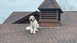 Bad doggy! Bad doggy! Bad doggy! Bad doggy!