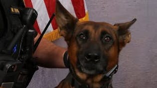 Solano County Sheriff's Office K-9 Ty