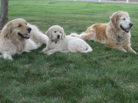 A customer of a Washington alarm dealer uses smart home technology to watch over her pets.