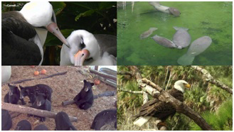 (top left), Save the Manatee Club (top right), Wildlife Center of Virginia (bottom left) and American Eagle Foundation (bottom right).] Video plays a significant role in building an emotional bond between people and the animals they view, which can encourage continued donations to support the cause.